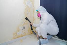 Best Real Estate Mold Inspection  in Bayport, MN